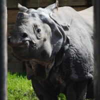 Nosorożec ZOO Warszawa