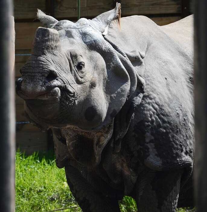 Nosorożec ZOO Warszawa