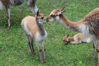 Wikunia w Warszawskim ZOO - Konkurs na Imię