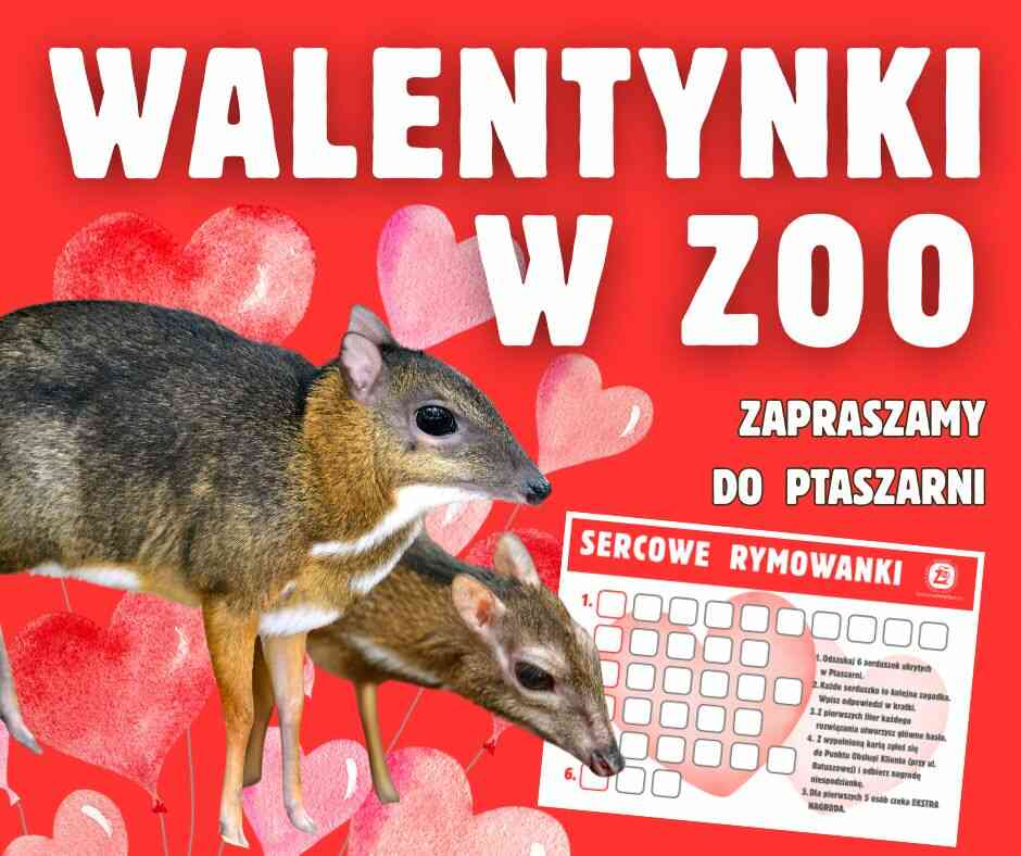 Plakat „Walentynki w ZOO” z napisem „Zapraszamy do Ptaszarni”, tytułem „Sercowe rymowanki” oraz ilustracją dwóch zwierząt na czerwonym tle.